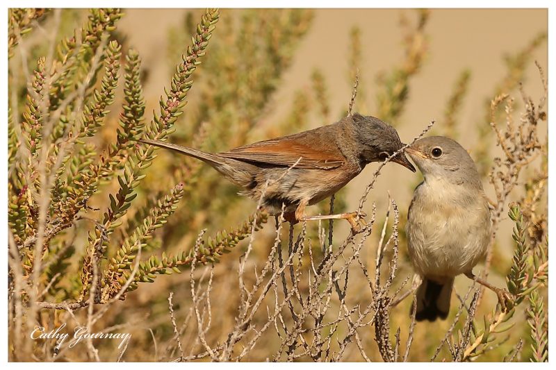 Fauvettes à lunettes : scène de nourrissage