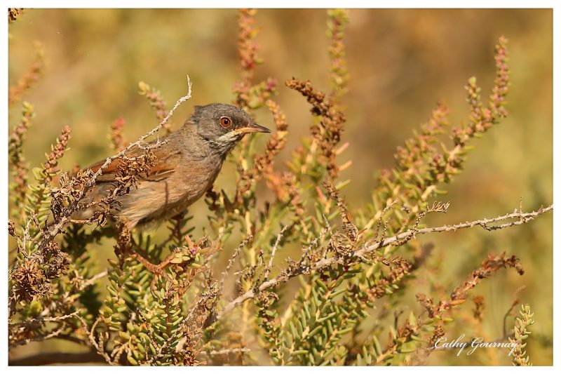 Fauvette à lunettes en Camargue