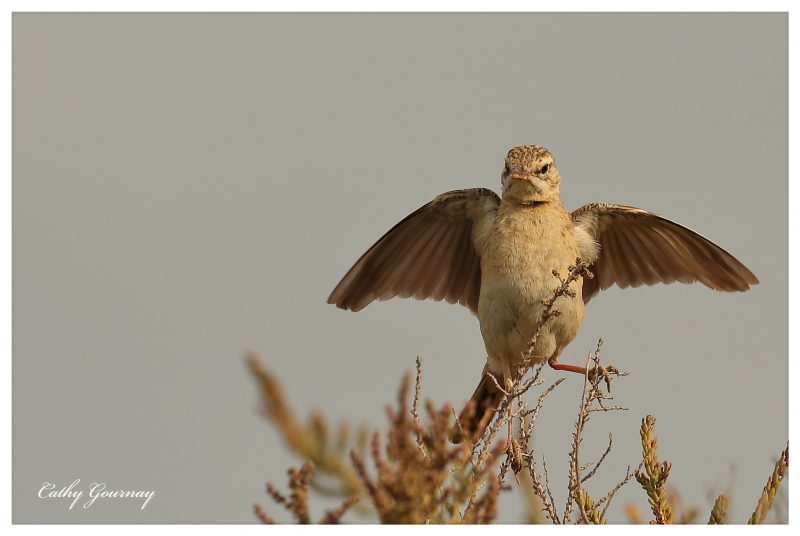 Pipit rousseline en Camargue