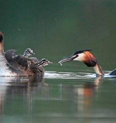 Exposition « Les oiseaux des étangs » et conférence de Louis-Marie Préau
