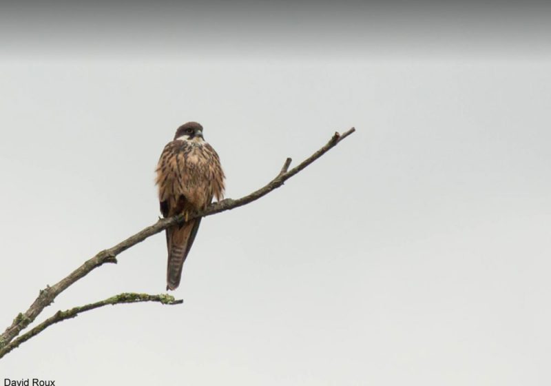 Faucon d’Éléonore près de Cendras (Gard)
