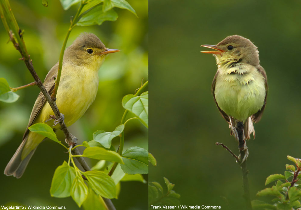 Hypolaïs ictérine (Hippolais icterina) et polyglotte (H. polyglotta)