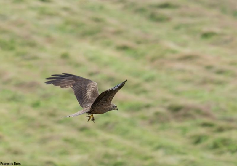 La fenaison, une période importante pour certains rapaces