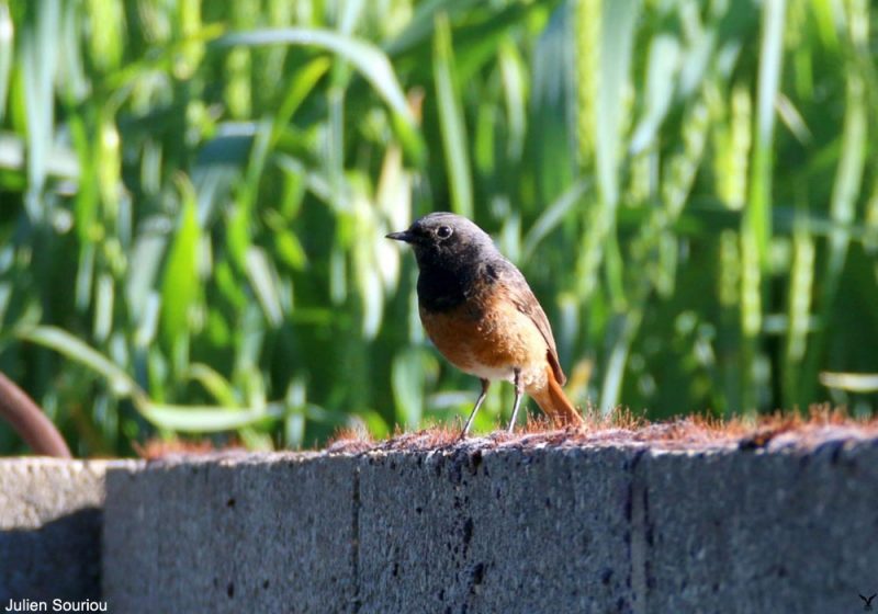 Un probable mâle hybride de Rougequeue à front blanc et de Rougequeue noir observé en Mayenne en mai 2021