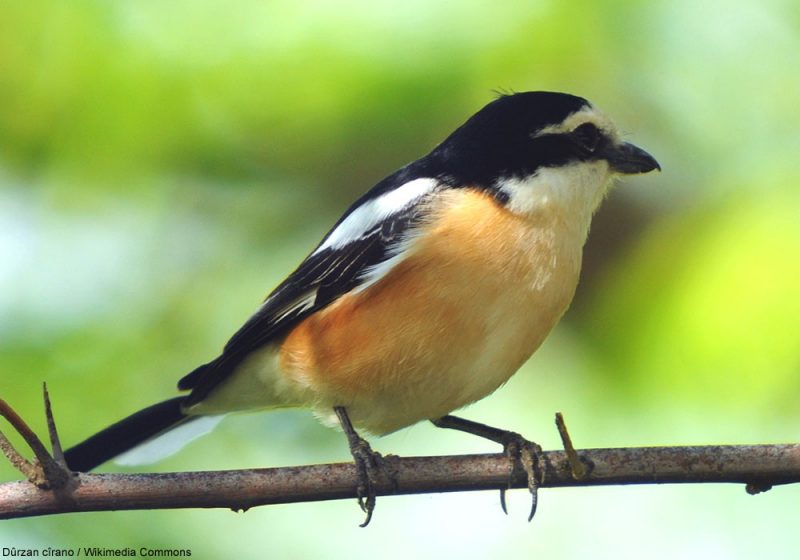Possible premier cas de nidification de la Pie-grièche masquée en Serbie