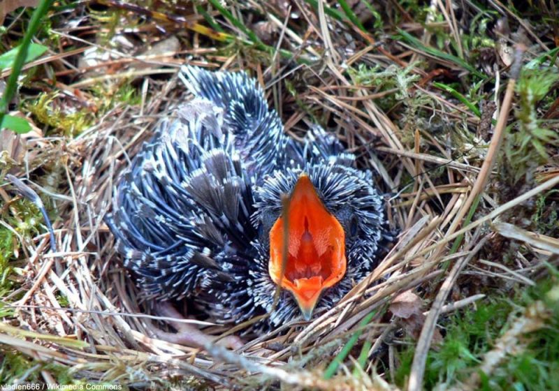 Un nid de Rousserolles turdoïdes contenant cinq œufs de Coucous gris a été trouvé en Hongrie