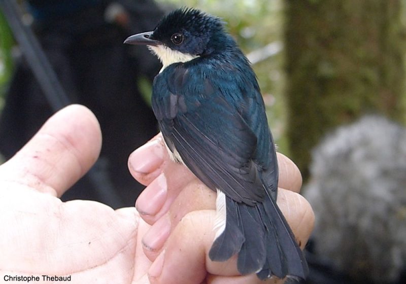 Description officielle d’une nouvelle espèce d’oiseau en Nouvelle-Guinée : le Piquebaie satiné