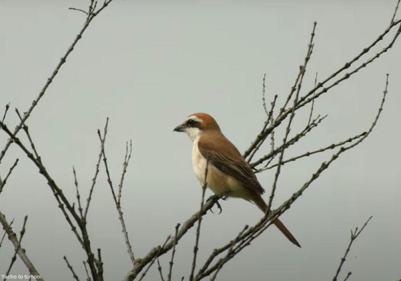 Il n’y a pas assez de femelles de la sous-espèce superciliosus de la Pie-grièche brune
