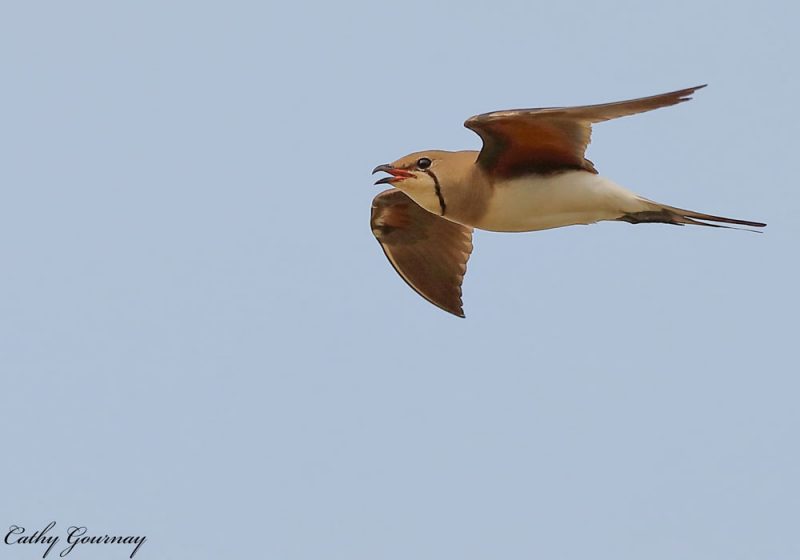 Possible première nidification de la Glaréole à collier en Croatie