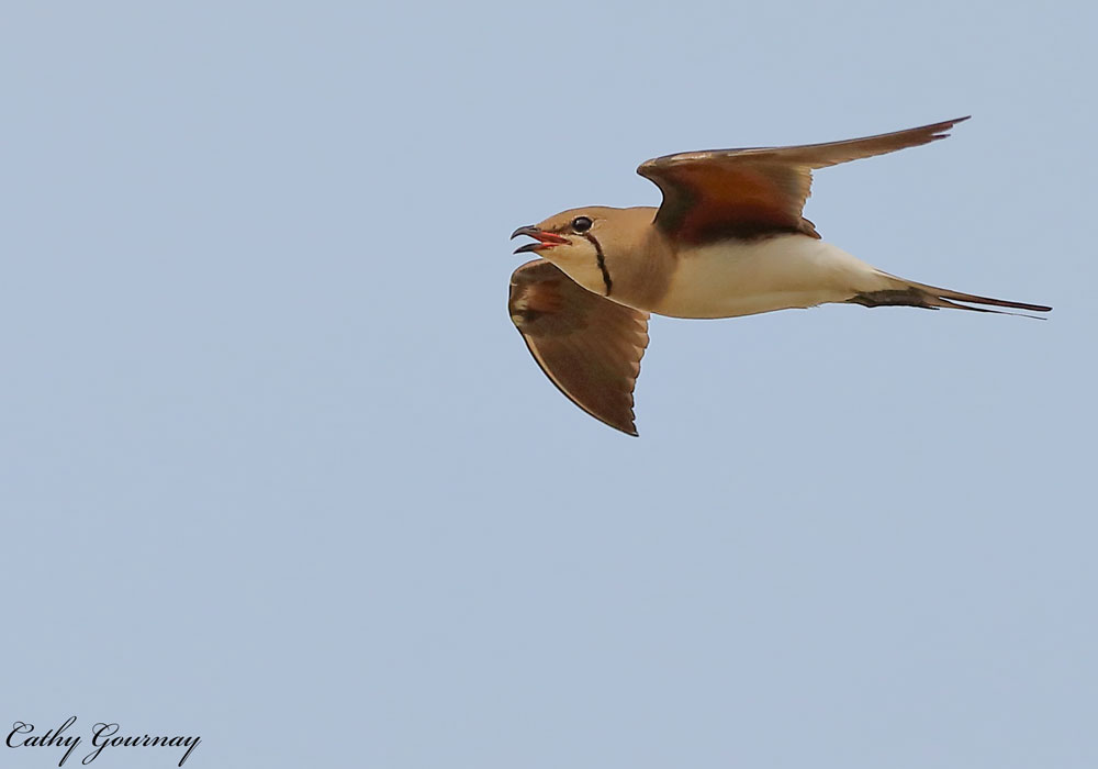 Glaréole à collier (Glareola pratincola)