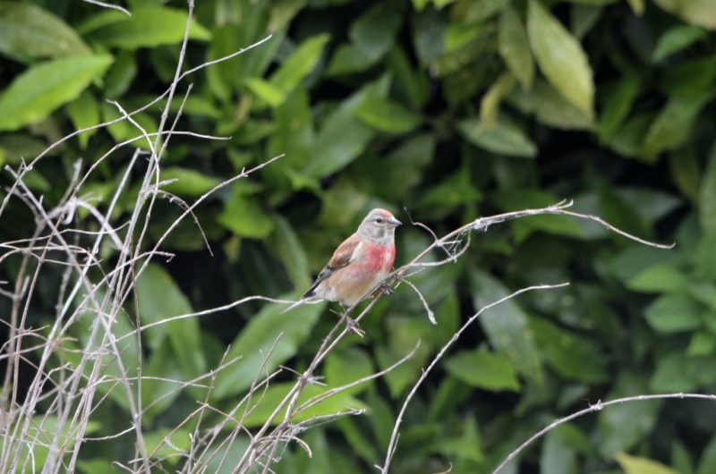 Linotte mélodieuse mâle dans mon jardin