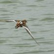 Un Phalarope à bec large en plumage nuptial dans l&rsquo;Hérault