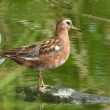 Un Phalarope à bec large près de Sète en juin