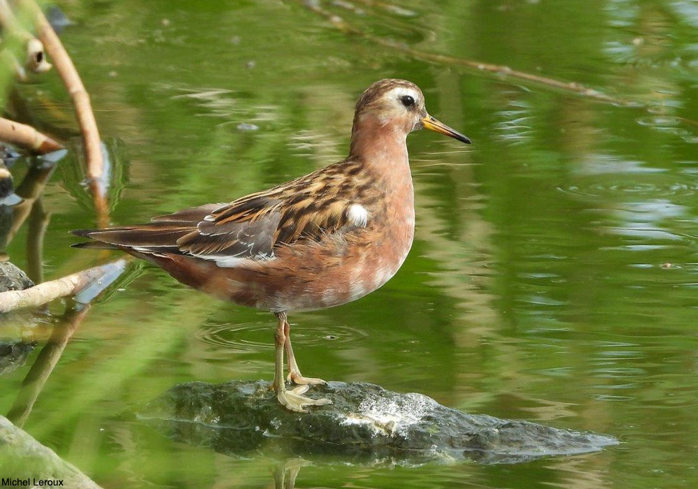 Phalarope à bec large (Phalaropus fulicarius)