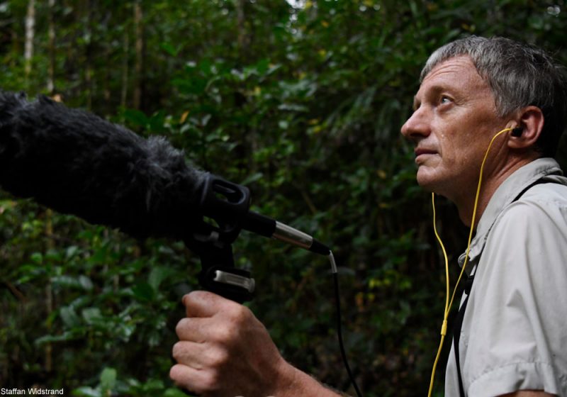 Christophe Thébaud nous éclaire sur la remarquable variabilité du Zostérops gris de La Réunion