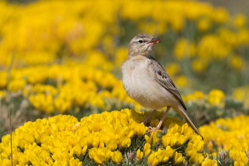 Pipit rousseline en Espagne