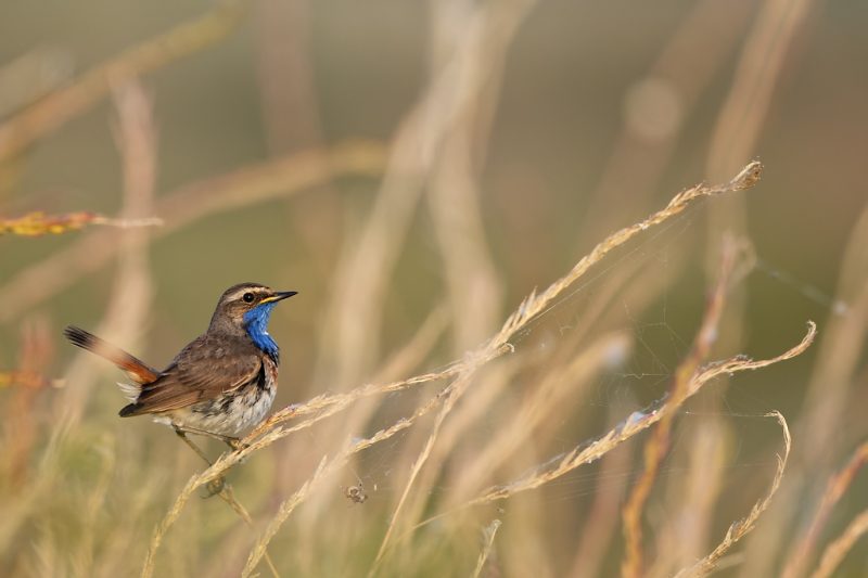 Gorgebleue à miroir au couchant