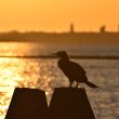 Grand Cormoran à l’aube sur la lagune de Venise
