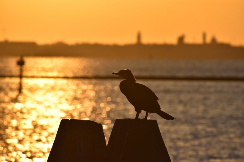 Grand Cormoran à l’aube sur la lagune de Venise