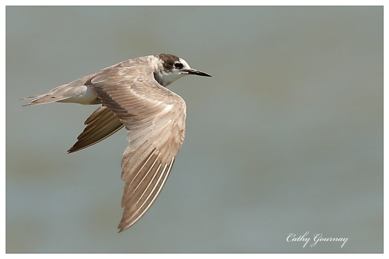 Guifette noire en plumage internuptial