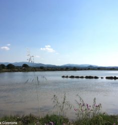 Sortie de découverte et exposition sur les oiseaux des Vieux Salins d’Hyères