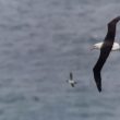 « Albert » l’Albatros à sourcils noirs est revenu en juin et en juillet 2021 sur les falaises de Bempton (Grande-Bretagne)