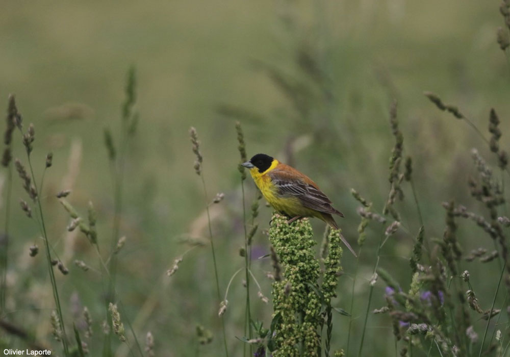 Bruant mélanocéphale (Emberiza melanocephala)