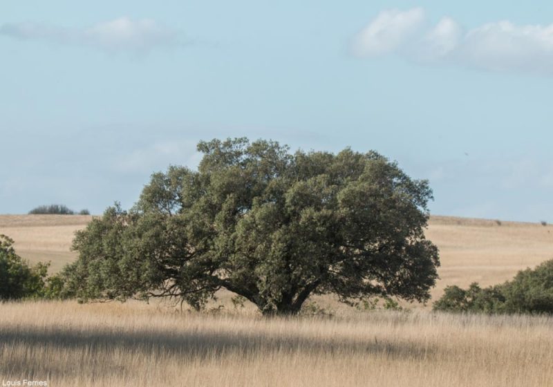 Observer les oiseaux sur le causse de Caucalières-Labruguière (Tarn), un plateau à l’ambiance méridionale