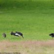 Un groupe de Cigognes noires dans le Morvan