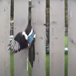 Les clôtures des jardins peuvent parfois constituer des pièges pour les oiseaux