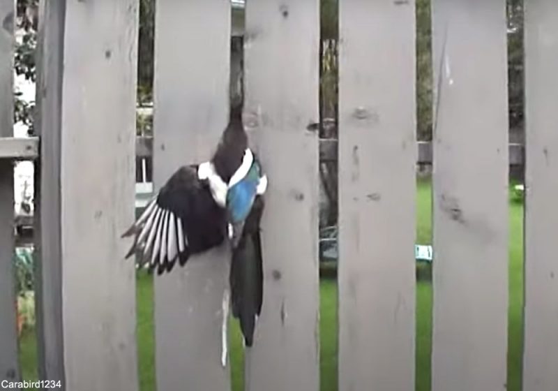 Les clôtures des jardins peuvent parfois constituer des pièges pour les oiseaux