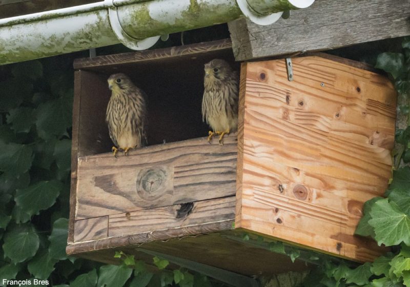Les jeunes Faucons crécerelles sont prêts à quitter leur nichoir