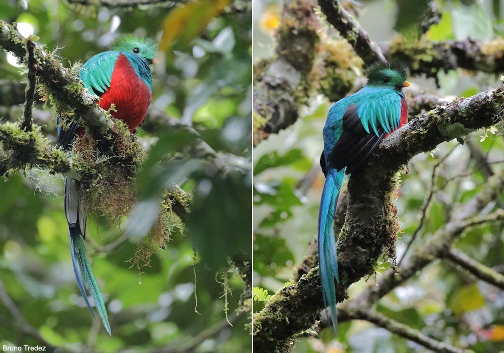 Quetzal resplendissant (Pharomachrus mocinno) mâle