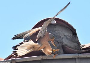 Faucon crécerellette (Falco naumanni)