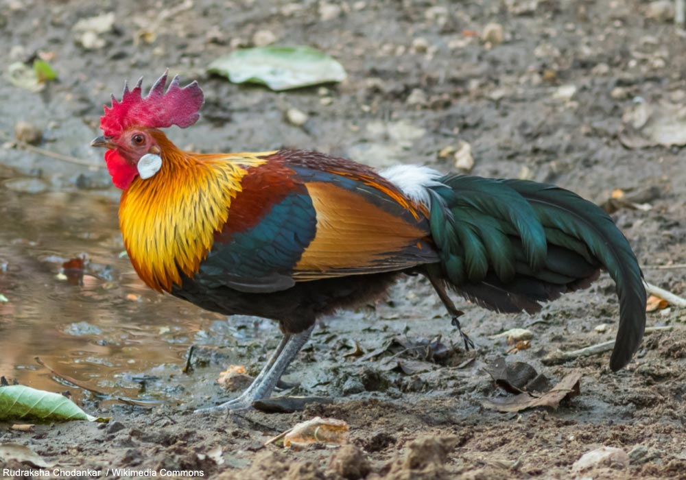 Coq bankiva (Gallus gallus) mâle