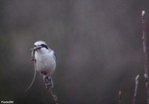 Pie-grièche grise (Lanius excubitor) ayant capturé un lézard