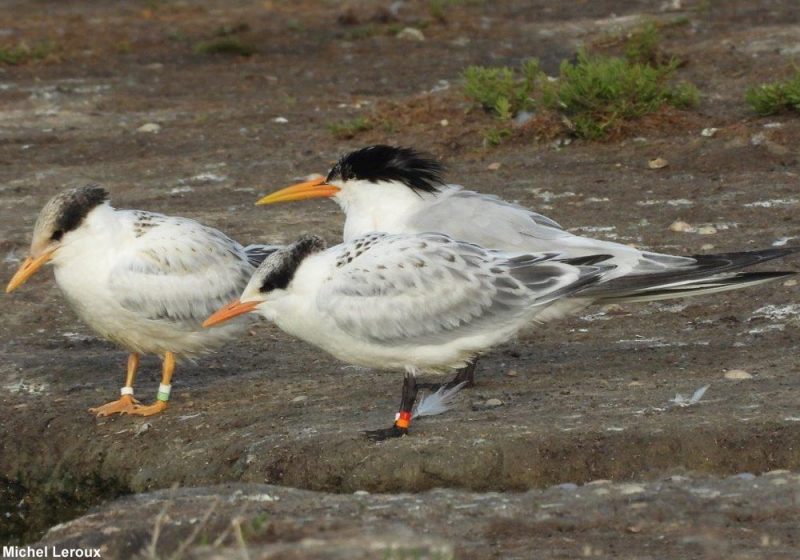 Les deux jeunes Sternes élégantes « pures » nées en Vendée en juin 2021 se portent bien