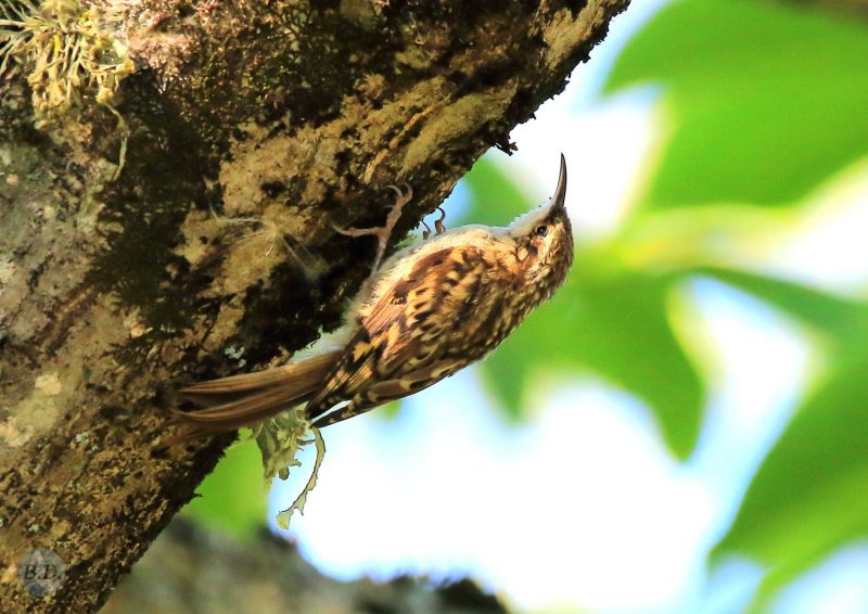 Grimpereau des jardins