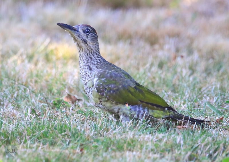 Jeune Pic vert cherchant sa nourriture