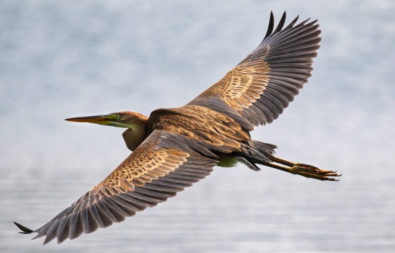 Héron pourpré immature dans l&rsquo;Eure