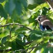 Geai des chênes dans un cerisier