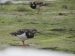 10-Tournepierre à collier | Arenaria interpres | Ruddy Turnstone