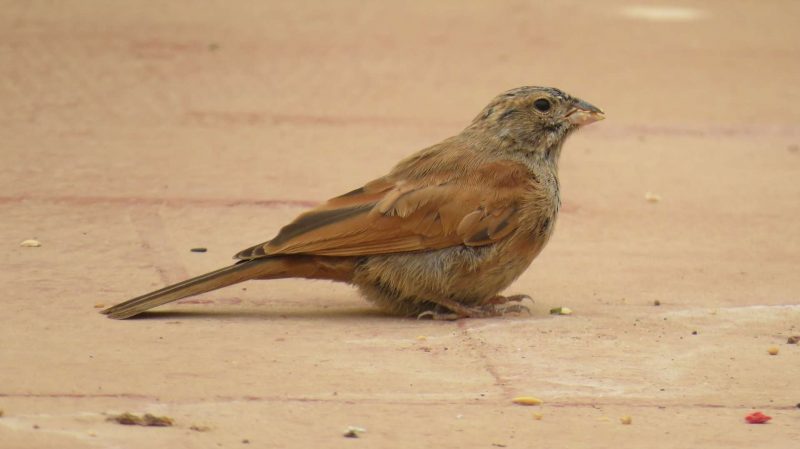 Bruant du Sahara à Nador