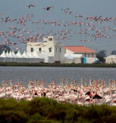 7ème festival international ornithologique du delta de l’Èbre