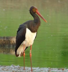 13ème Festival de l&rsquo;Oiseau de Virelles
