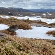 Une rencontre inespérée avec un Bécasseau violet nicheur probable dans les Cairngorms (Écosse) en juin 2021