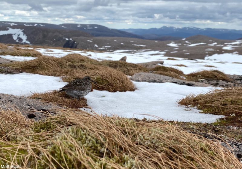 Une rencontre inespérée avec un Bécasseau violet nicheur probable dans les Cairngorms (Écosse) en juin 2021