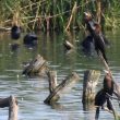 Un « afflux » remarquable de Cormorans pygmées en Allemagne en août 2021
