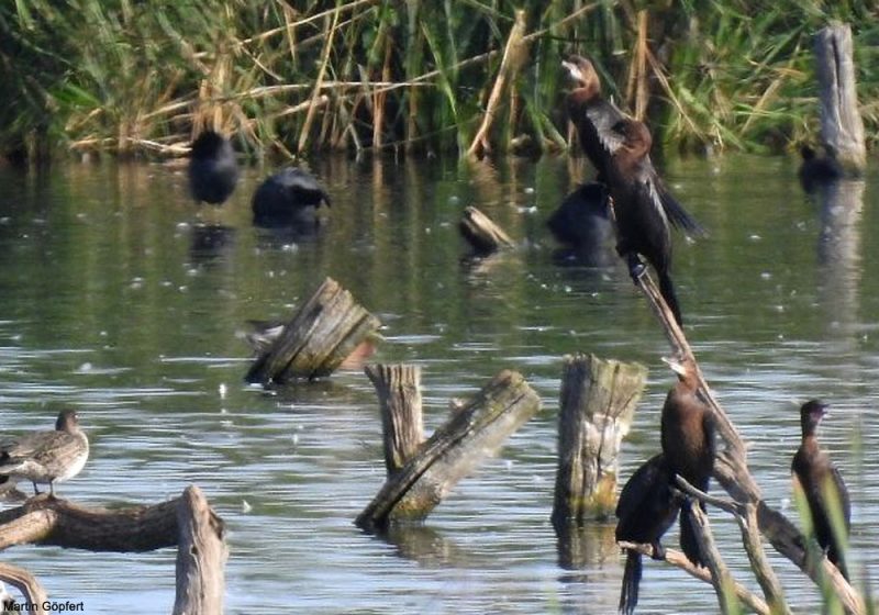 Un « afflux » remarquable de Cormorans pygmées en Allemagne en août 2021