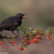 Exposition photographique »Portraits d&rsquo;oiseaux »